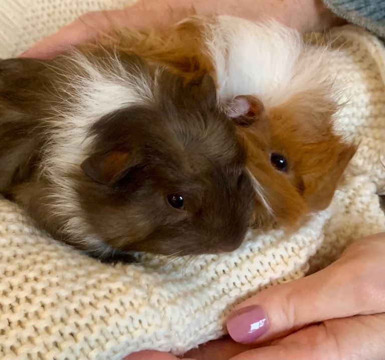 Beautiful, healthy, friendly baby male Guinea  pigs. 