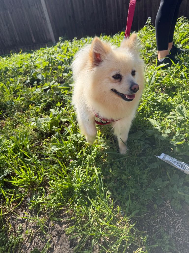 Beautiful Pomeranian-Japanese Spitz girl for sale 