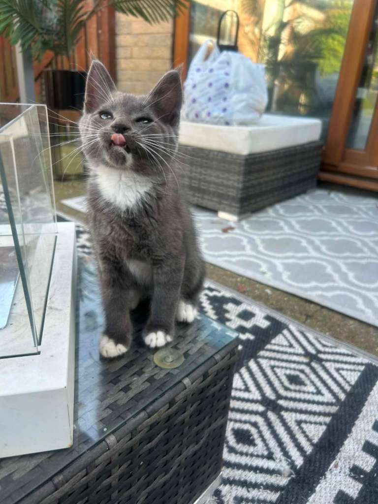 MAINECOON last little boy READY NOW 
