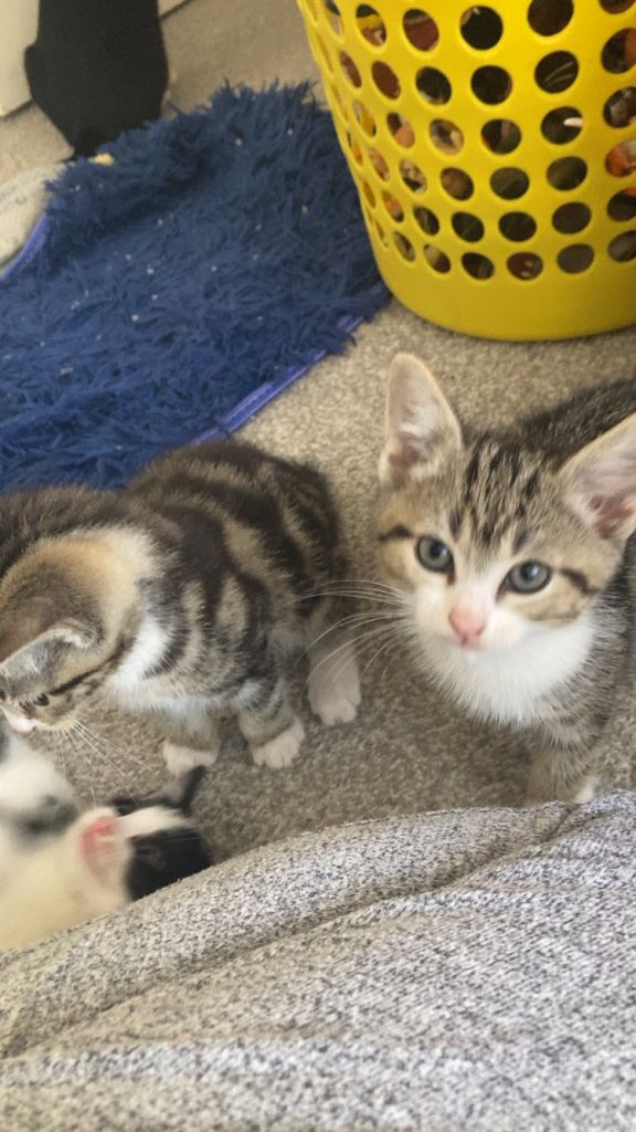 12 kittens, 10 weeks old 