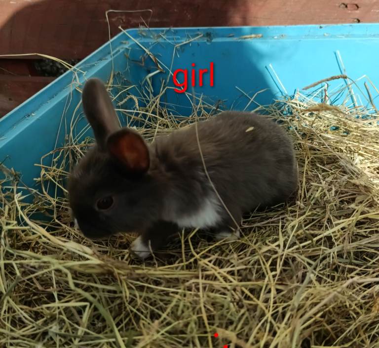 Mini lop x Dutch 