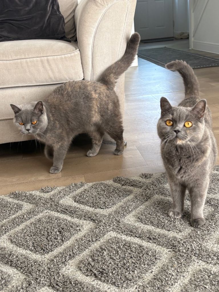 2 gccf British shorthairs 