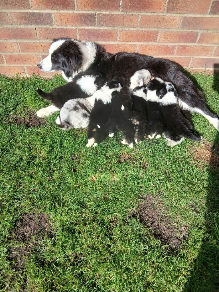 Border collie pups