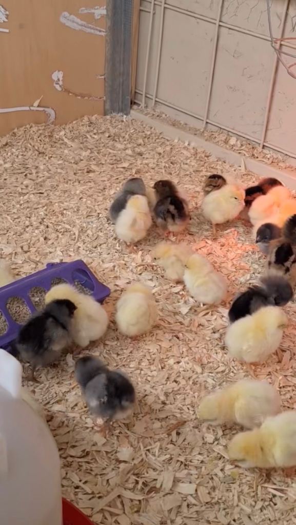 Baby chicks hatching tomorrow