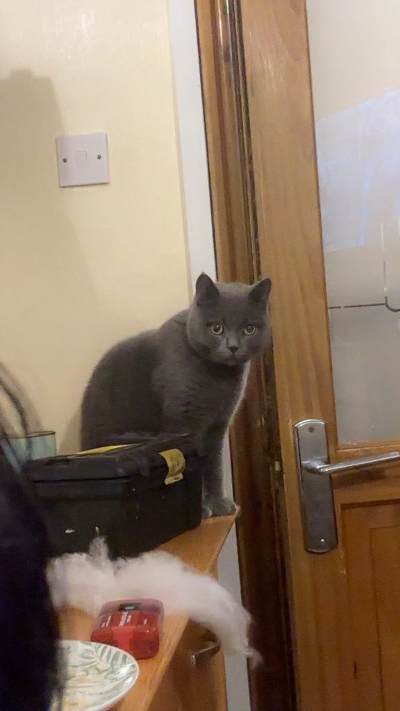 Blue - British short hair  - urgent 