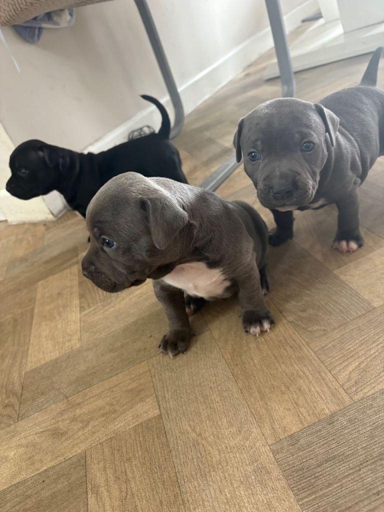 Gorgeous staffy pups 