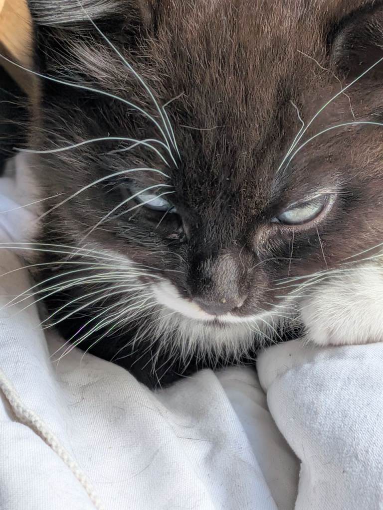 Girl kitten for sale