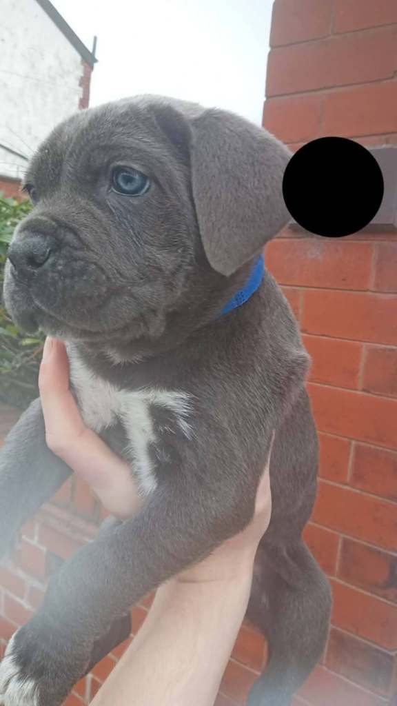 Cane corso puppies ready to leave in 3 week