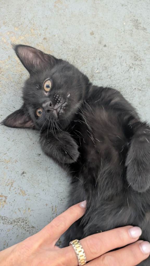 1 male and 1 female kitten available