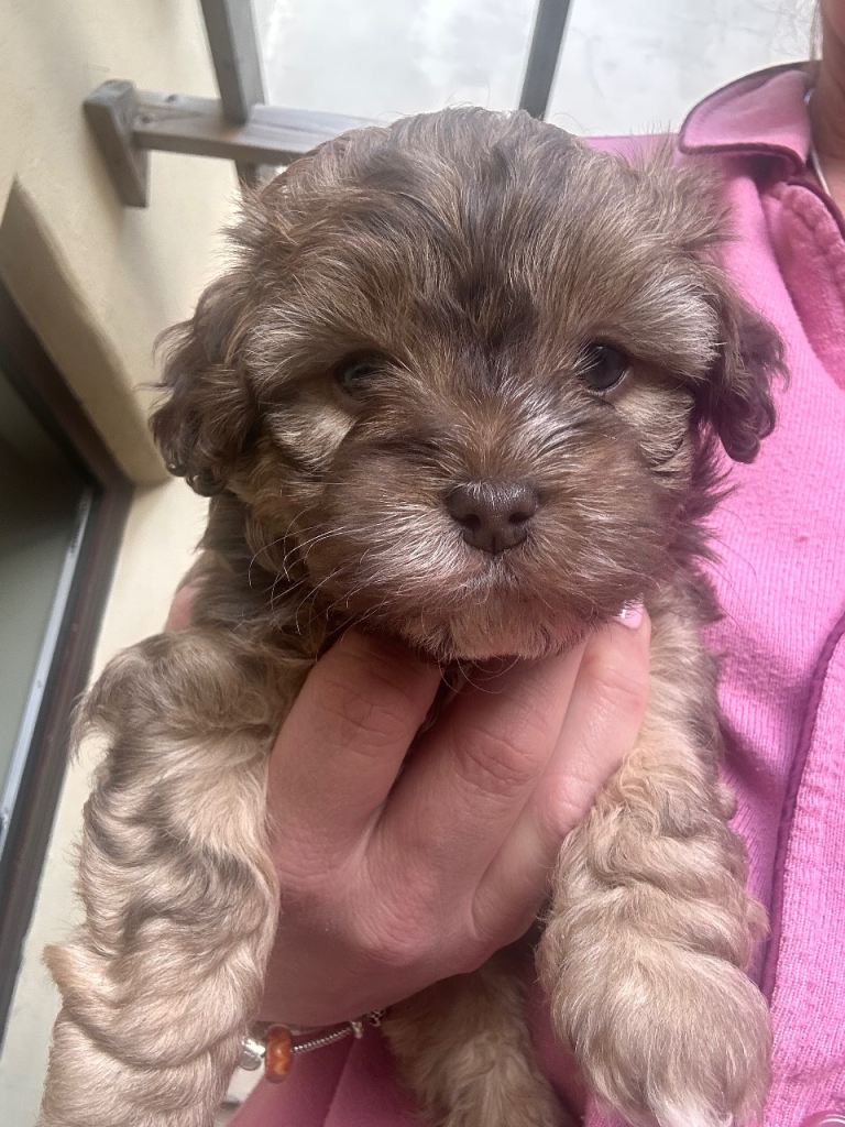 Shihpoo poodle mix 