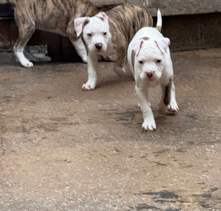 american bulldog puppies