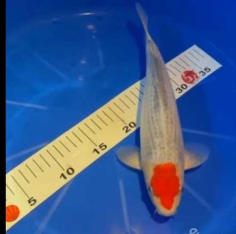 Japanese koi carp nisai 