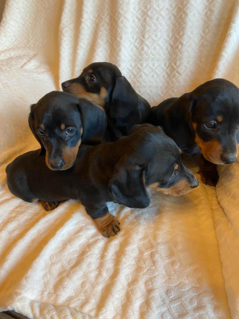 Dachshund Puppies Ready Now