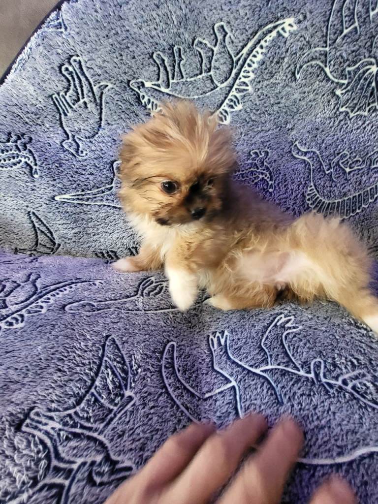 Shiranians puppies , cross of pomeranian & Shih Tzu .