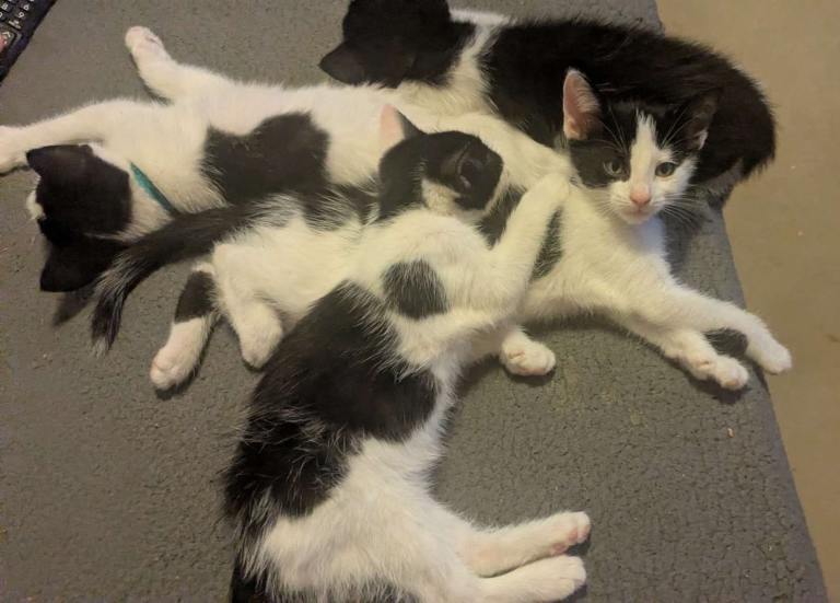 Adorable Black & White Mixed Breed Kittens – Ready September 2026
