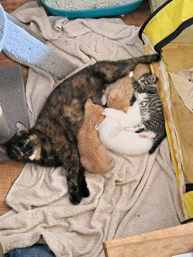 Kittens