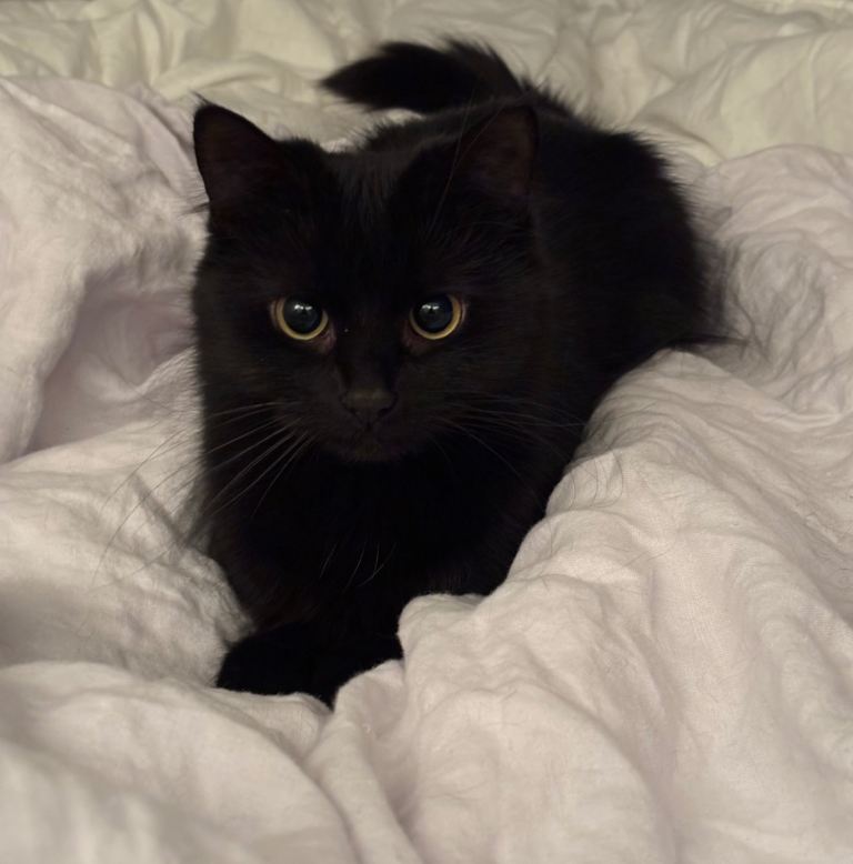 urgent! small black cat