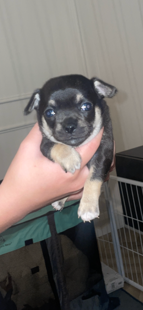 2 beautiful chihuahua full breed 