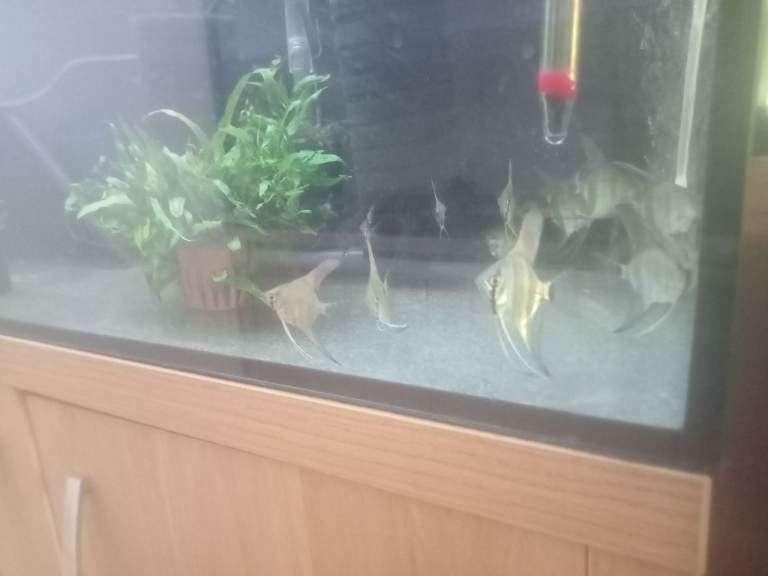 Zebra Angel Fish for sale 