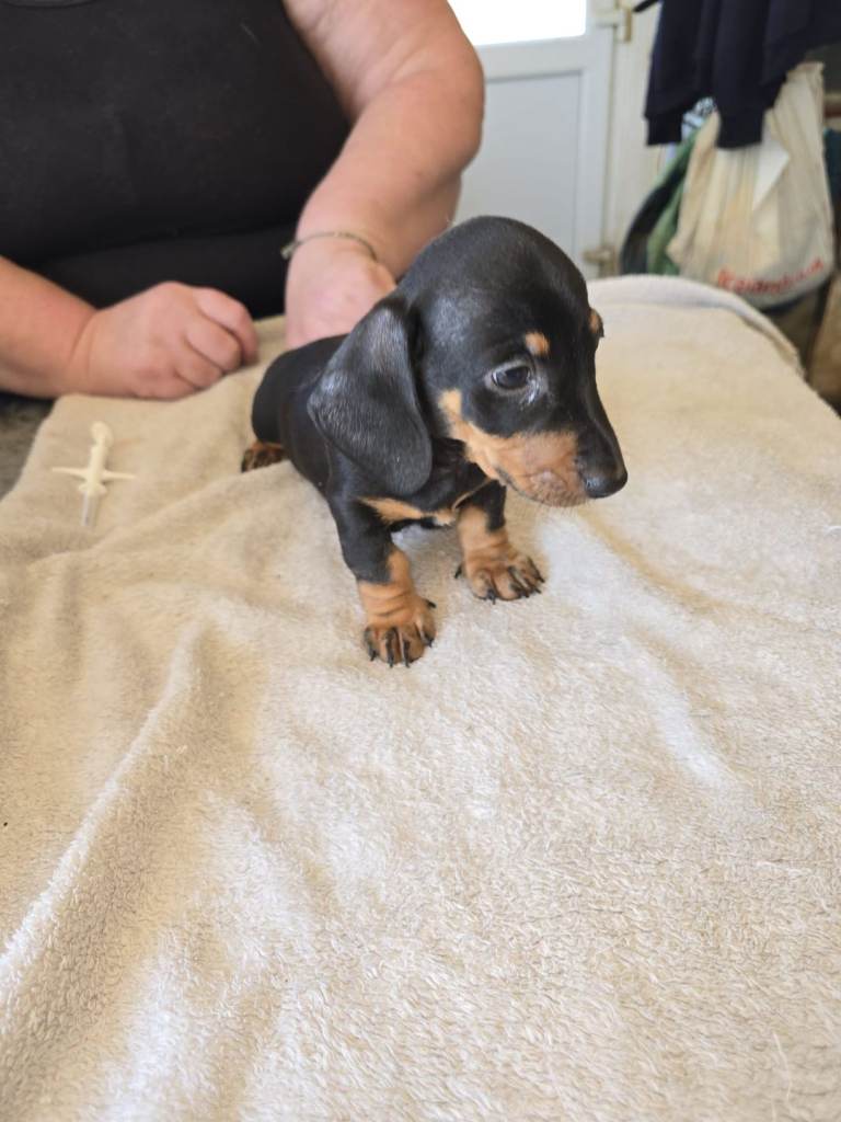 Miniture puppies
