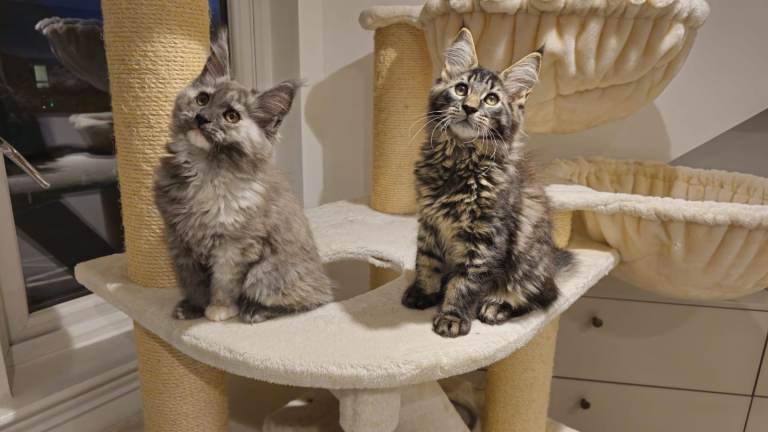 Maine coon kittens 
