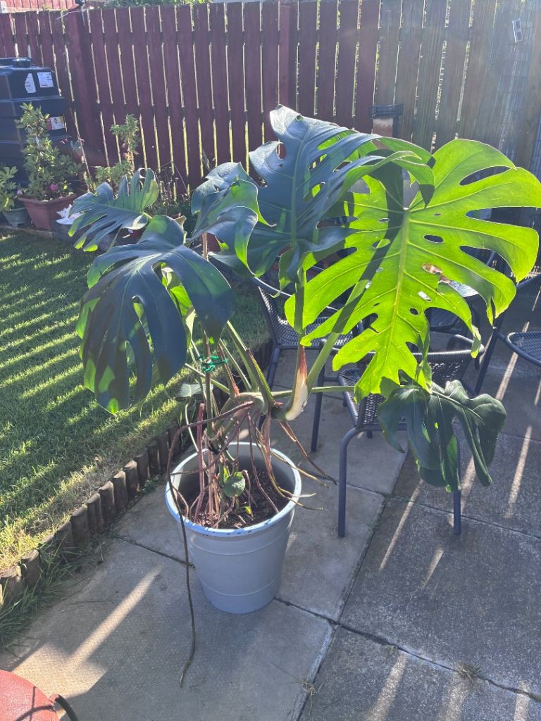 Large Monstera Deliciosa Plant in Pot – Healthy