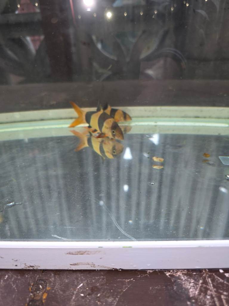 Fire EEL x1 & Clown Loach x4