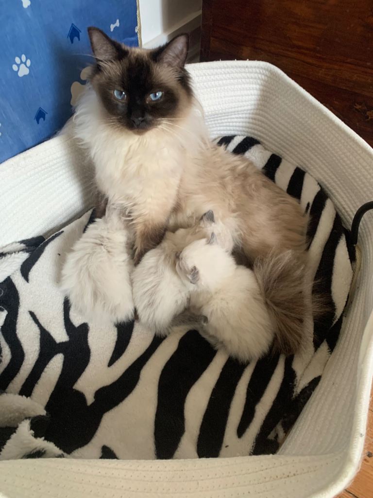 Pure breed ragdoll 