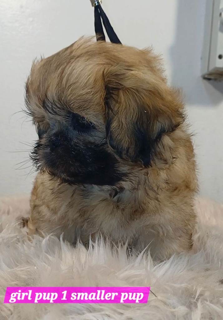 KC Reg Shih Tzu / Shihtuz ready 5th June