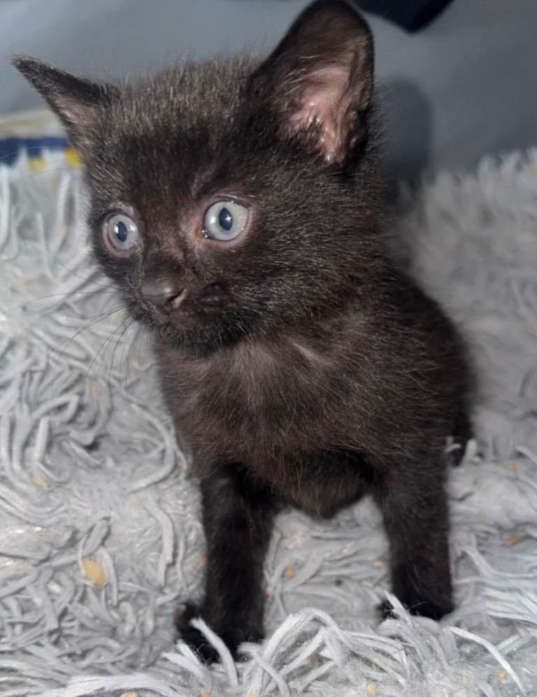 Cute Siamese Kitties 
