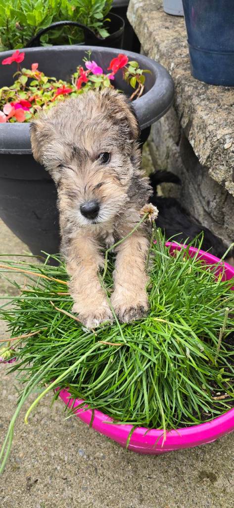 Miniature schnauzer X Wire fox terrier pups