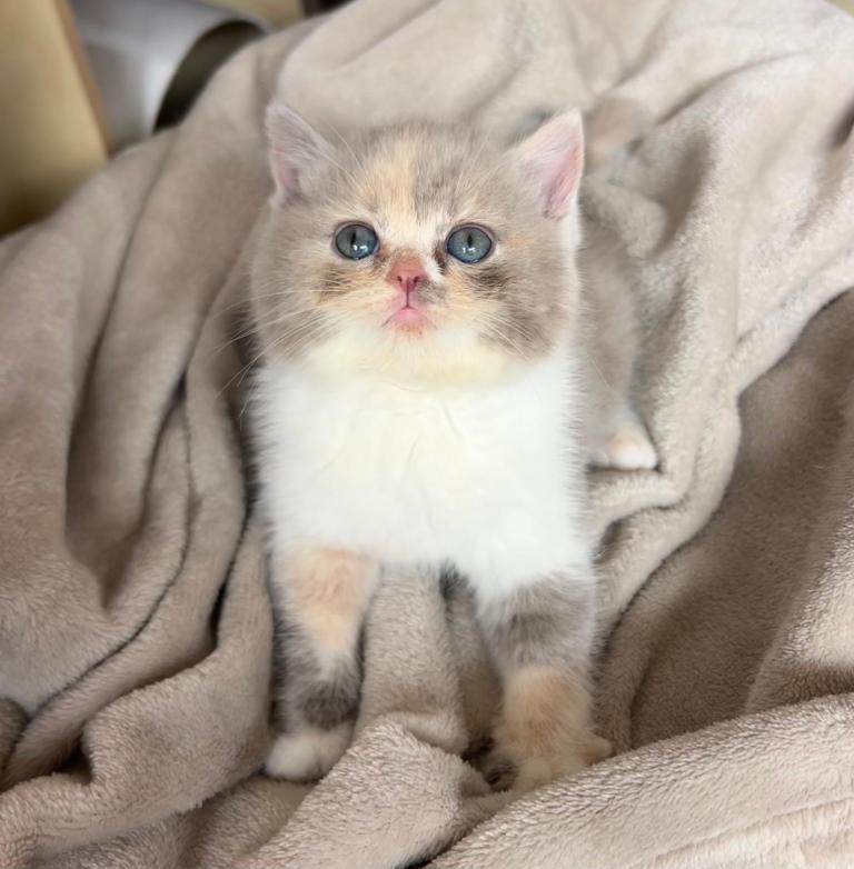 Incredible GCCF Pedigree Tortie litter💖