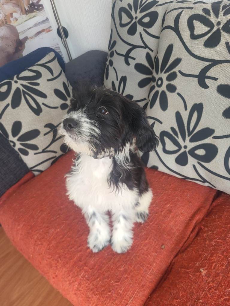 Sprocker puppy 