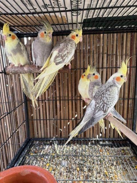 BEAUTIFUL Cockatiels FOR SALE