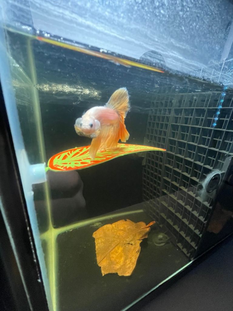 Betta Fish For Sale