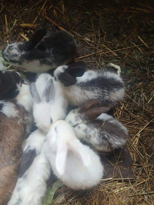 baby Rabbits ready now