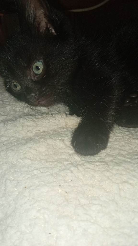 Beautiful kittens Norwegian forest cross