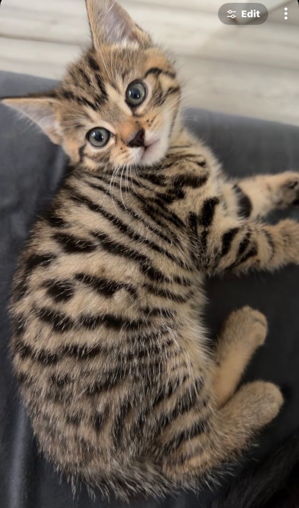 4 Beautiful Kittens For Sale – Ready Now 