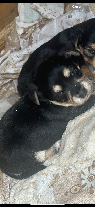 GirlJack Russell 