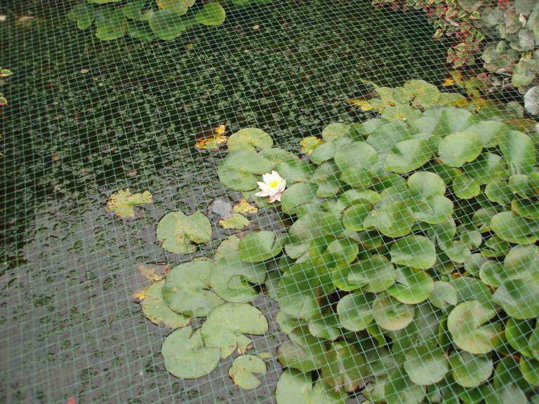 oxygenating pond weed 