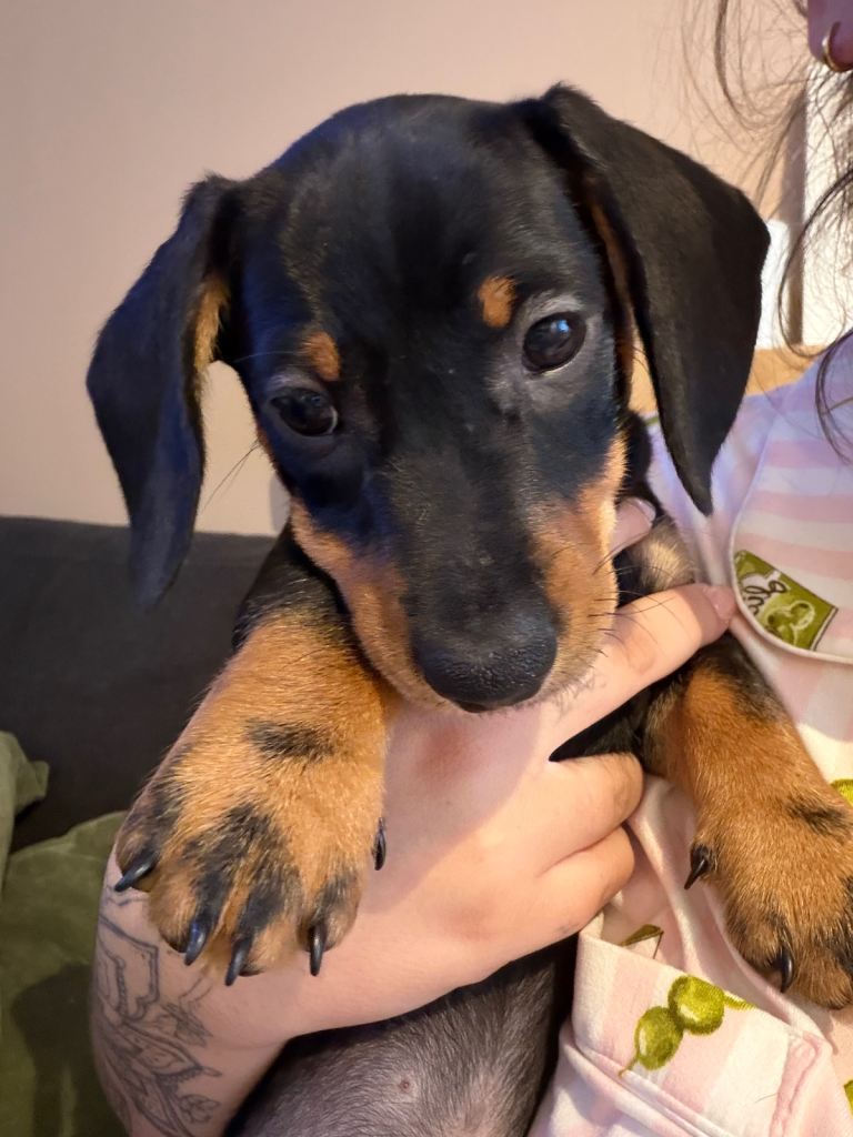 1 Boy dachshund - available now 