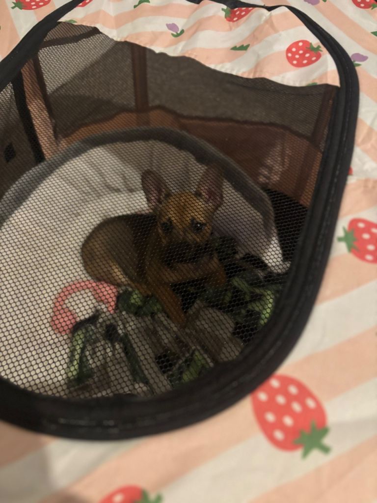 Half jack Russell half chihuahua  