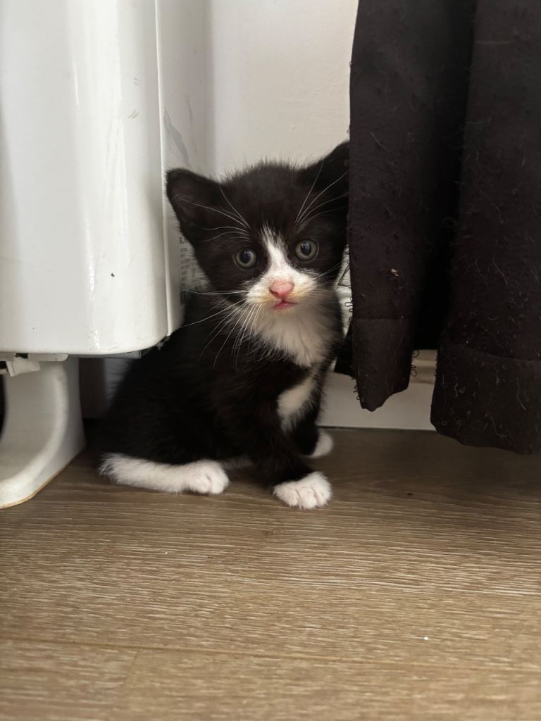 Black and white male kitten 