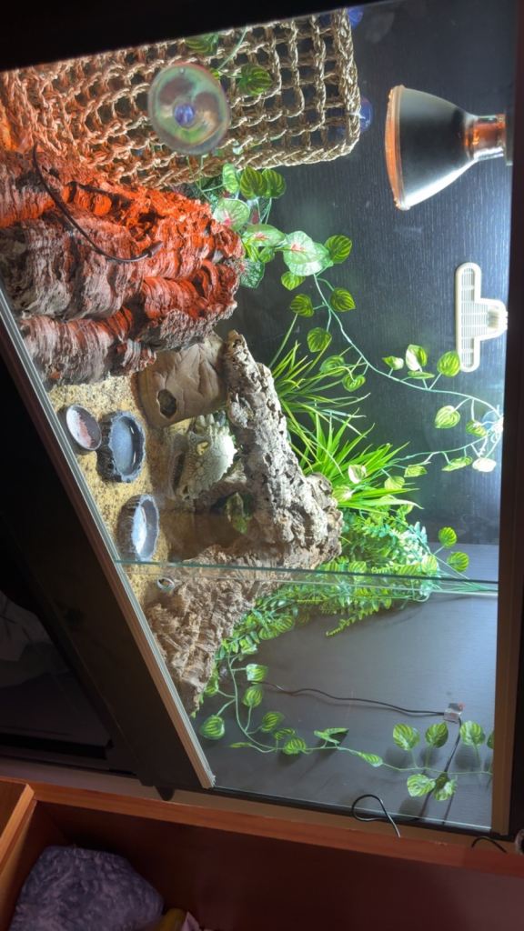Leopard Gecko Vivarium