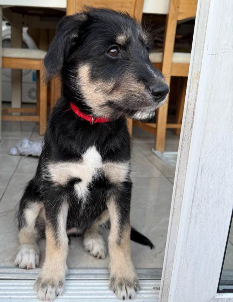 🐾 Beautiful family raised Husky x Springador Puppies – Ready in 5–6 Weeks 🐾