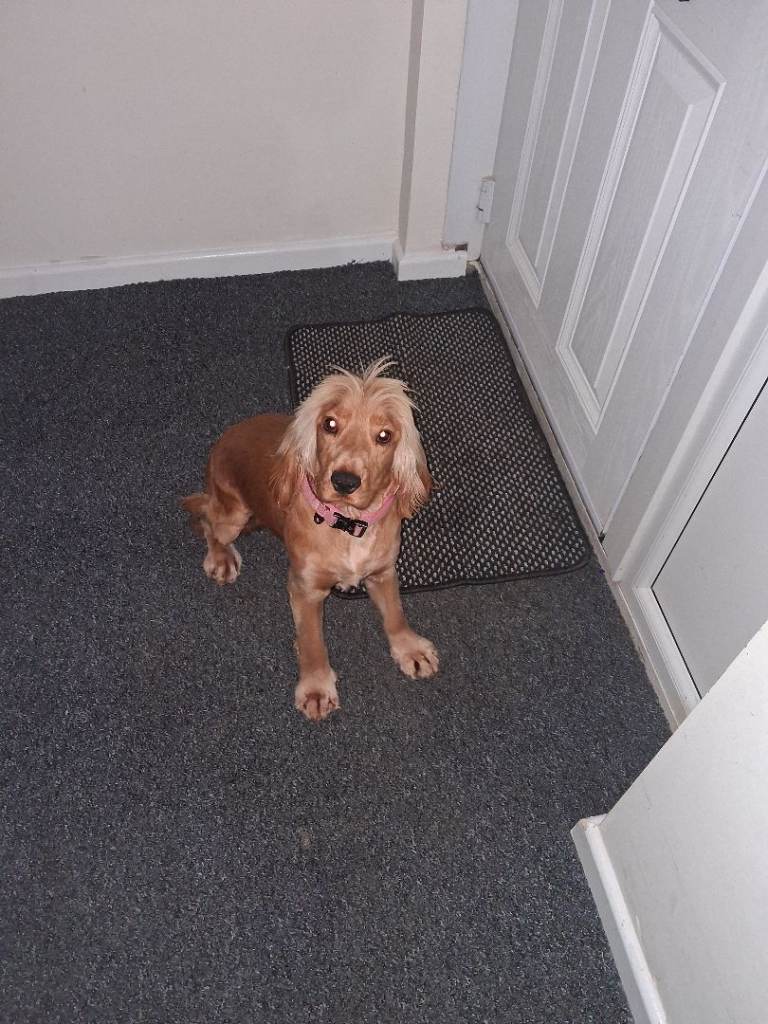 Beautiful Cocker Spaniel Puppy called Belle