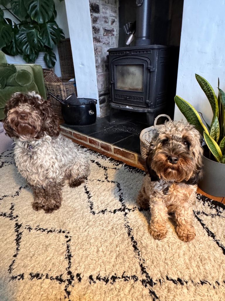 Cockapoo F2 puppies due 1st jan