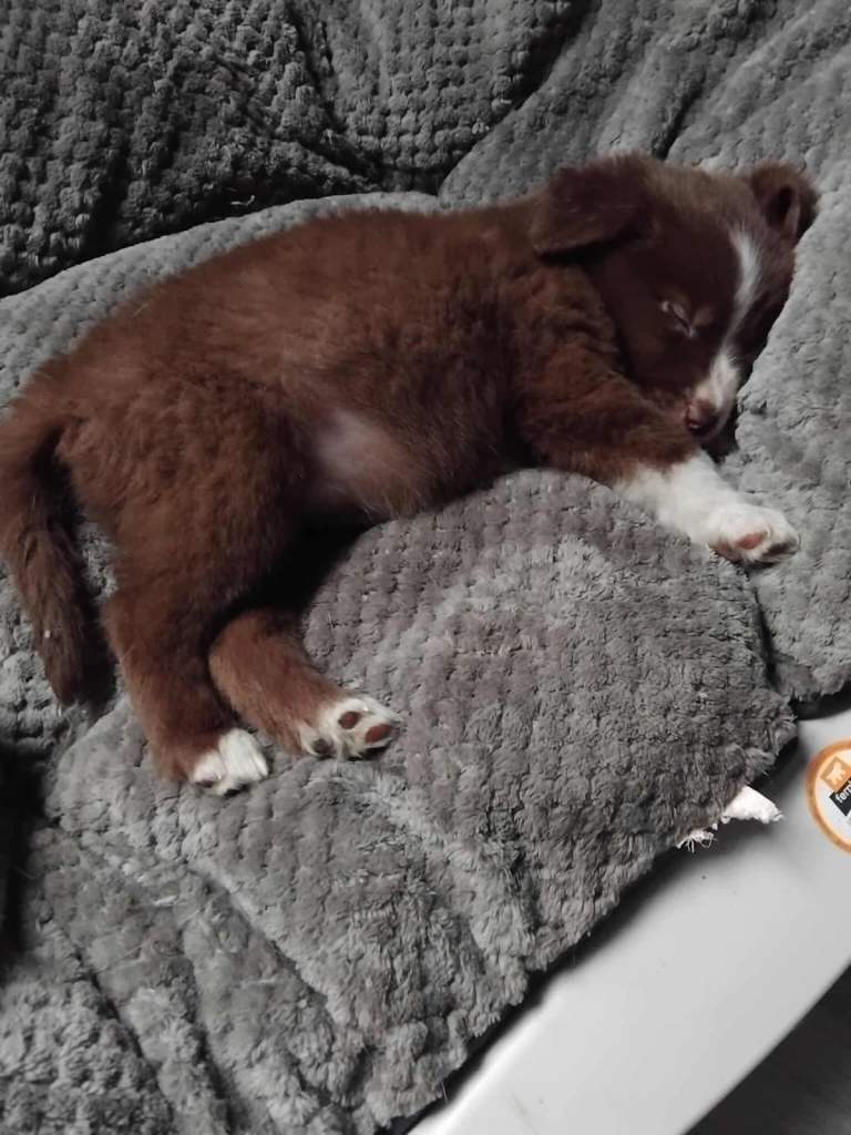 Staffy x lab x collie reserved 