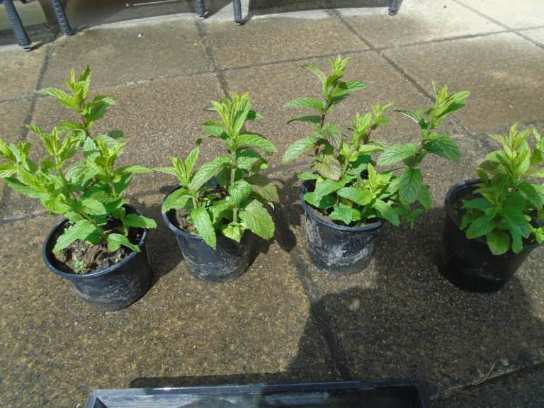Garden mint herb plant ideal for cooking  -  £2 PER POT