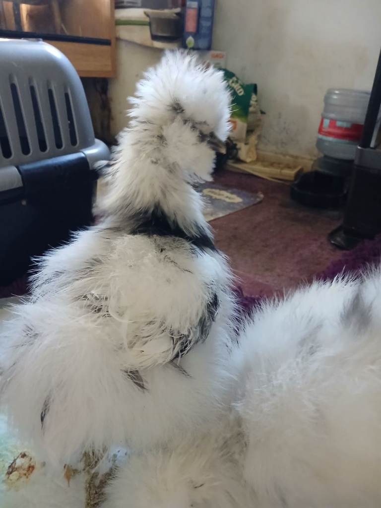 2 silkies